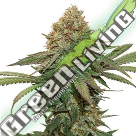 25 UND FEM - FRUIT CAKE SEEDSTOCKERS 25 UND FEMINIZADAS