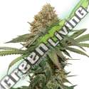 25 UND FEM - FRUIT CAKE SEEDSTOCKERS 25 UND FEMINIZADAS