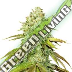25 UND FEM - PINEAPPLE SEEDSTOCKERS 25 UND FEMINIZADAS