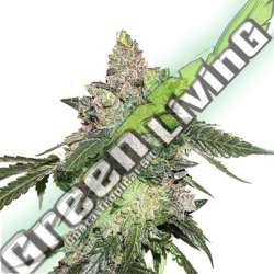 25 UND FEM - GIRL SCOUT COOKIES SEEDSTOCKERS 25 UND FEMINIZADAS