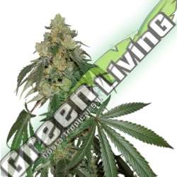 25 UND FEM - COOKIES FAST FEM SEEDSTOCKERS 25 UND FEMINIZADAS