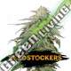 25 UND FEM - COOKIES AND CREAM AUTO SEEDSTOCKERS 25 UND FEMINIZADAS