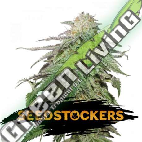 25 UND FEM - COOKIES AND CREAM AUTO SEEDSTOCKERS 25 UND FEMINIZADAS