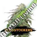 25 UND FEM - COOKIES AND CREAM AUTO SEEDSTOCKERS 25 UND FEMINIZADAS