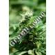 10 UND FEM - MEXICAN CANDY SUPER STRAINS 10 UND FEMINIZADAS