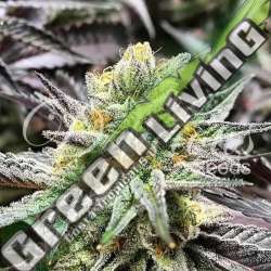 10 UND FEM - DELICIOUS COOKIES (SATIVA LINE) DELICIOUS 10 UND FEMINIZADAS