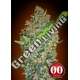 25 UND FEM - CHEESE BERRY 00SEEDS 25 UND FEMINIZADAS