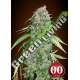 25 UND FEM - CHOCOLATE SKUNK CBD 00SEEDS 25 UND FEMINIZADAS