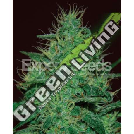 15 UND FEM - AMNESIA HAZE AUTO EXPERT SEEDS 15 UND FEMINIZADAS