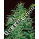 15 UND FEM - AMNESIA HAZE AUTO EXPERT SEEDS 15 UND FEMINIZADAS