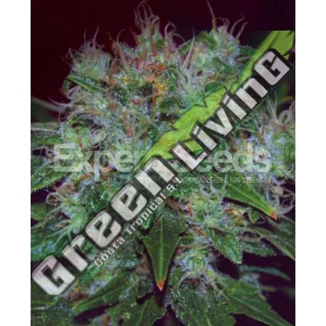 15 UND FEM - BLUE CHEESE AUTO EXPERT SEEDS 15 UND FEMINIZADAS