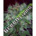 15 UND FEM - BLUE CHEESE AUTO EXPERT SEEDS 15 UND FEMINIZADAS