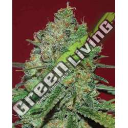 15 UND FEM - CLINICAL WHITE CBD EXPERT SEEDS 15 UND FEMINIZADAS