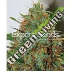 15 UND FEM - EXPERT HAZE EXPERT SEEDS 15 UND FEMINIZADAS