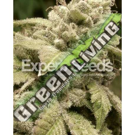 15 UND FEM - GORILLA WHITE WIDOW EXPERT SEEDS 15 UND FEMINIZADAS