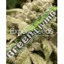 15 UND FEM - GORILLA WHITE WIDOW EXPERT SEEDS 15 UND FEMINIZADAS