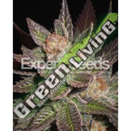15 UND FEM - LAVENDER EXPERT SEEDS 15 UND FEMINIZADAS