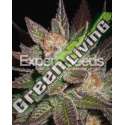 15 UND FEM - LAVENDER EXPERT SEEDS 15 UND FEMINIZADAS