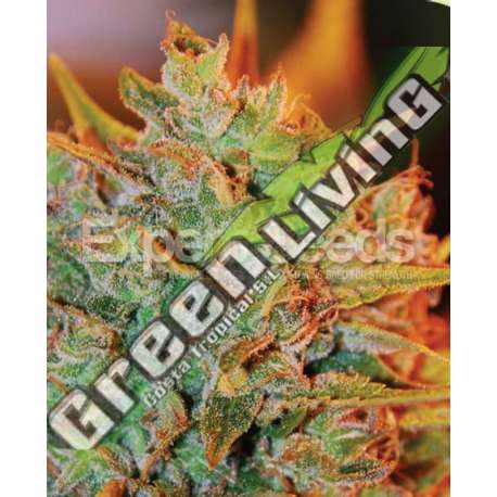 15 UND FEM - NL X BIG BUD AUTO EXPERT SEEDS 15 UND FEMINIZADAS