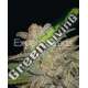 15 UND FEM - NORTHERN LIGHTS AUTO EXPERT SEEDS 15 UND FEMINIZADAS