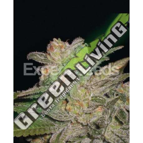 15 UND FEM - NORTHERN LIGHTS AUTO EXPERT SEEDS 15 UND FEMINIZADAS