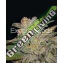15 UND FEM - NORTHERN LIGHTS AUTO EXPERT SEEDS 15 UND FEMINIZADAS