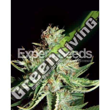 15 UND FEM - SWEET CREAM AUTO XXL EXPERT SEEDS 15 UND FEMINIZADAS