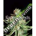 15 UND FEM - SWEET CREAM AUTO XXL EXPERT SEEDS 15 UND FEMINIZADAS