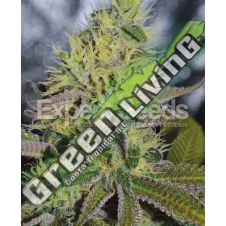 15 UND FEM - SWEET ZOMBIE EXPERT SEEDS 15 UND FEMINIZADAS