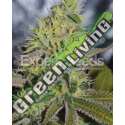 15 UND FEM - SWEET ZOMBIE EXPERT SEEDS 15 UND FEMINIZADAS