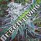 10 UND FEM - CHEESE CAKE COOKIES THE KUSH BROTHERS SEEDS 10 UND FEMINIZADA