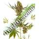 10 UND FEM - ALPINE DELIGHT CBD AUTO SENSI SEEDS FEMINIZADA 10 UND