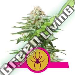 25 UND REG - WHITE WIDOW ROYAL QUEEN 25 UND REGULARES