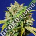 25 UND FEM - SWEET PEACH AUTO CBD ORIGINAL SENSIBLE 25 UND FEMINIZADAS