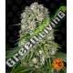 10 UND FEM - TROPICANNA BANANA BARNEY'S FARM 10 UND FEMINIZADAS