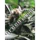 3 UND FEM - CRITICAL JACK - CONDOR R-KIEM SEEDS 3 UND FEMINIZADAS
