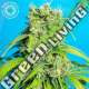 5 UND REG - HEAVEN'S GATE CBD TROPICAL SEEDS 5 UND REGULARES