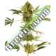 3 UND FEM - HIMALAYAN CBD SENSI SEEDS FEMINIZADA 3 UND
