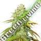 25 UND FEM - PINEAPPLE SEEDSTOCKERS 25 UND FEMINIZADAS