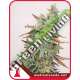 3 UND FEM - BANANA PURP MEDICAL SEEDS 3 UND FEM