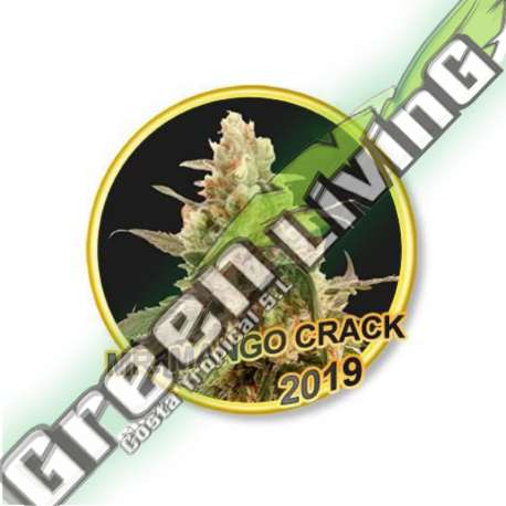 50 UND FEM - MR. MANGO CRACK MR. HIDE SEEDS 50 UND FEM