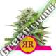 3 UND FEM - ROYAL RUNTZ ROYAL QUEEN FEMINIZADA 3 UND