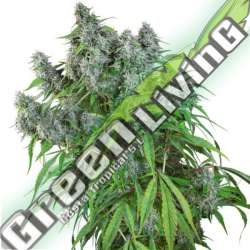 24 UND REG - FROSTY FRIDAY SUPER SATIVA SEED CLUB 24 UND REGULARES