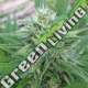 5 UND REG - PANAMA X BANGI HAZE ACE SEEDS 5 UND REGULARES