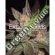 15 UND FEM - LAVENDER EXPERT SEEDS 15 UND FEMINIZADAS