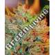 15 UND FEM - NL X BIG BUD AUTO EXPERT SEEDS 15 UND FEMINIZADAS