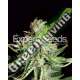 15 UND FEM - SWEET CREAM AUTO XXL EXPERT SEEDS 15 UND FEMINIZADAS