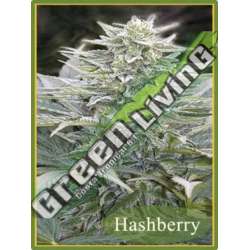 50 UND REG - HASHBERRY MANDALA SEEDS 50 UND REGULARES