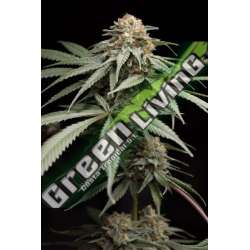 5 UND FEM - SUNRISE SHERBERT HUMBOLDT SEEDS 5 UND FEMINIZADAS