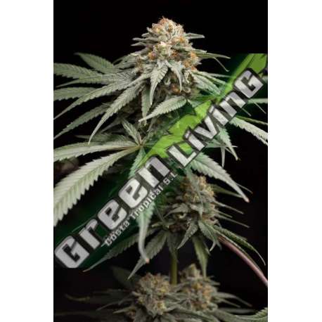 5 UND FEM - SUNRISE SHERBERT HUMBOLDT SEEDS 5 UND FEMINIZADAS